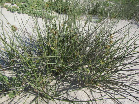 Image of bristly lovegrass