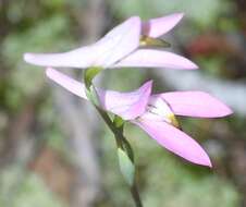 Image of Disa bifida (Thunb.) Sw.