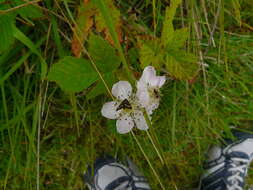 Image of Pyrausta nigrata Scopoli