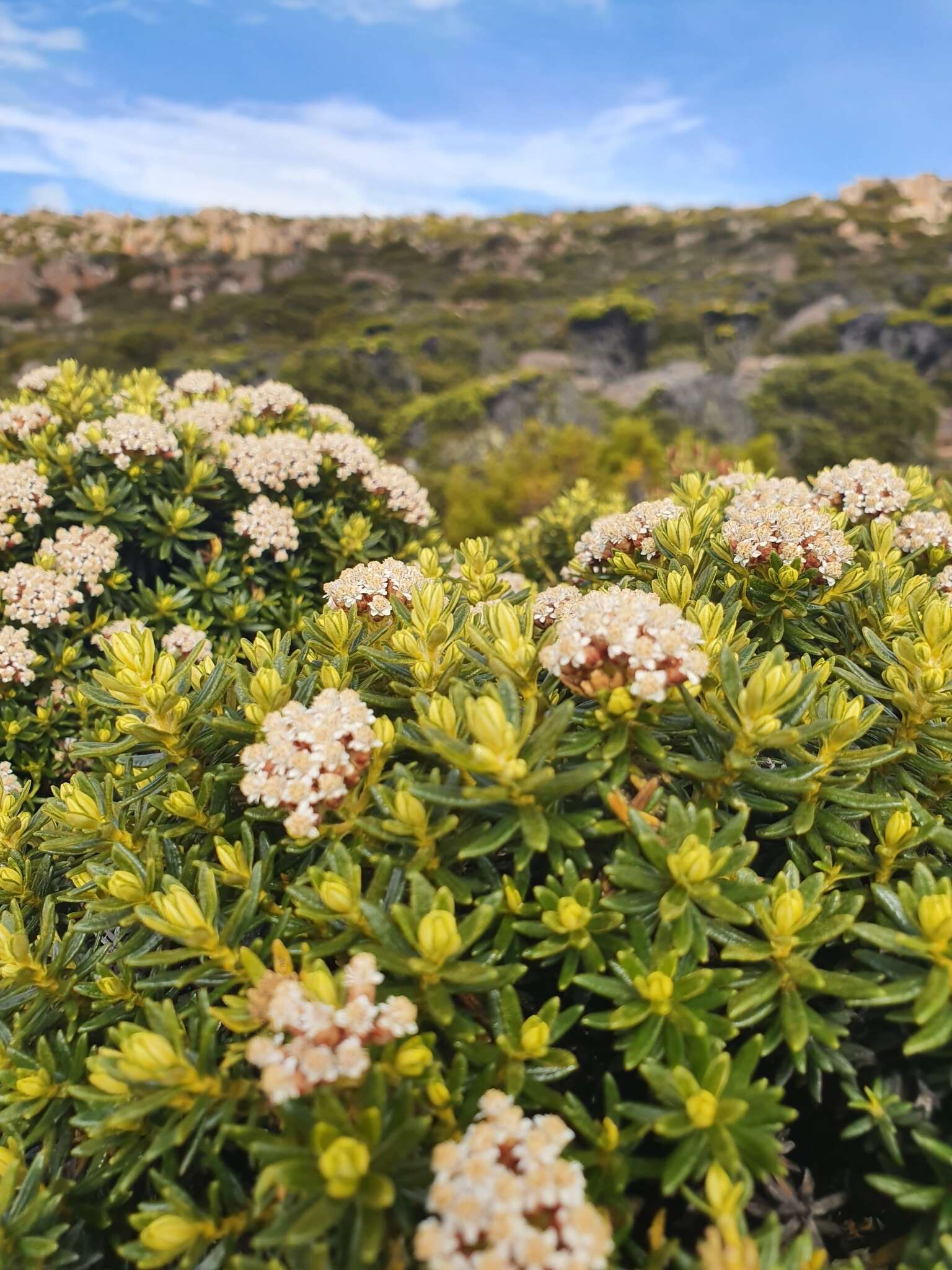 Ozothamnus ledifolius (A. Cunn. ex DC.) Hook. fil. resmi