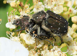 Imagem de Gnorimus subopacus Motschulsky 1860