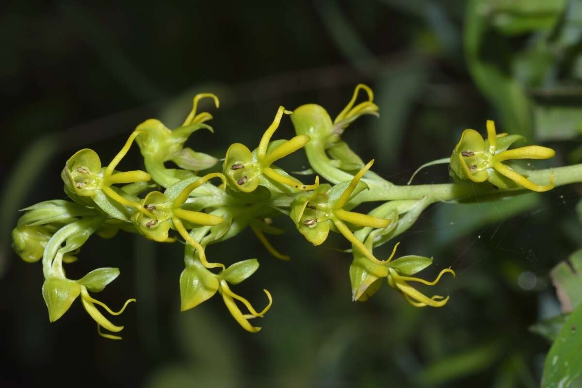 Habenaria marginata Colebr. resmi