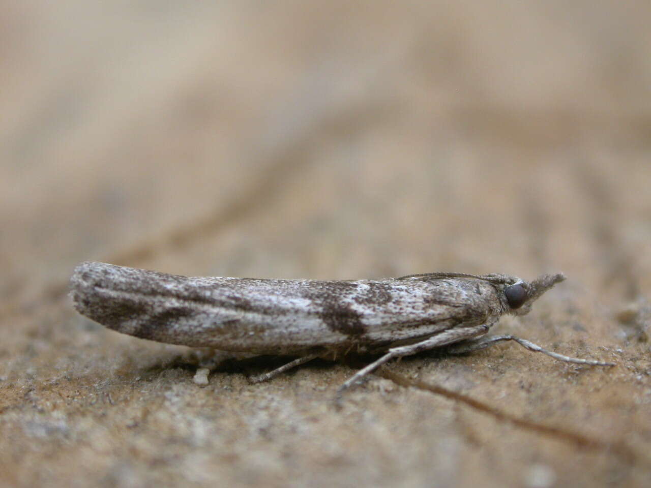 Image of Zophodia grossulariella