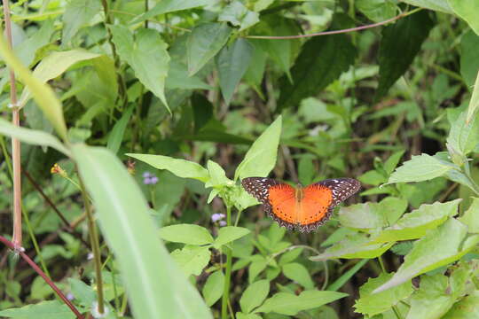 Cethosia biblis Drury 1770 resmi