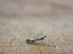 Image of privet leaf miner