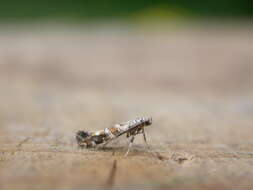 Image of privet leaf miner