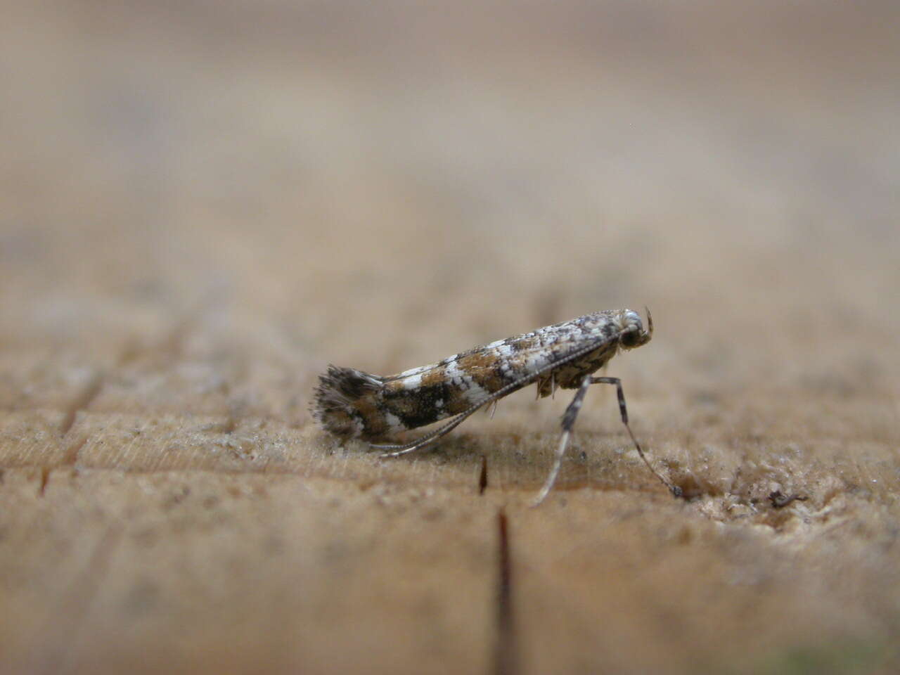 Image of privet leaf miner