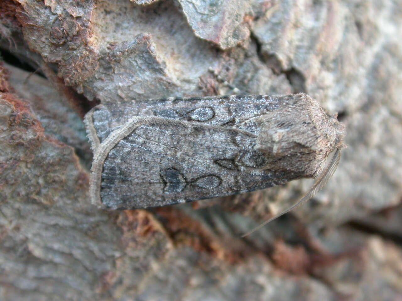 Image of turnip moth