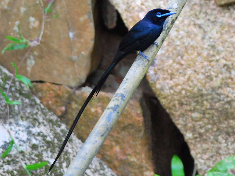 Image of Seychelles Black Paradise Flycatcher