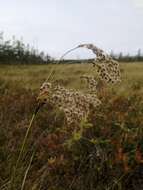 Image of Long's Bulrush