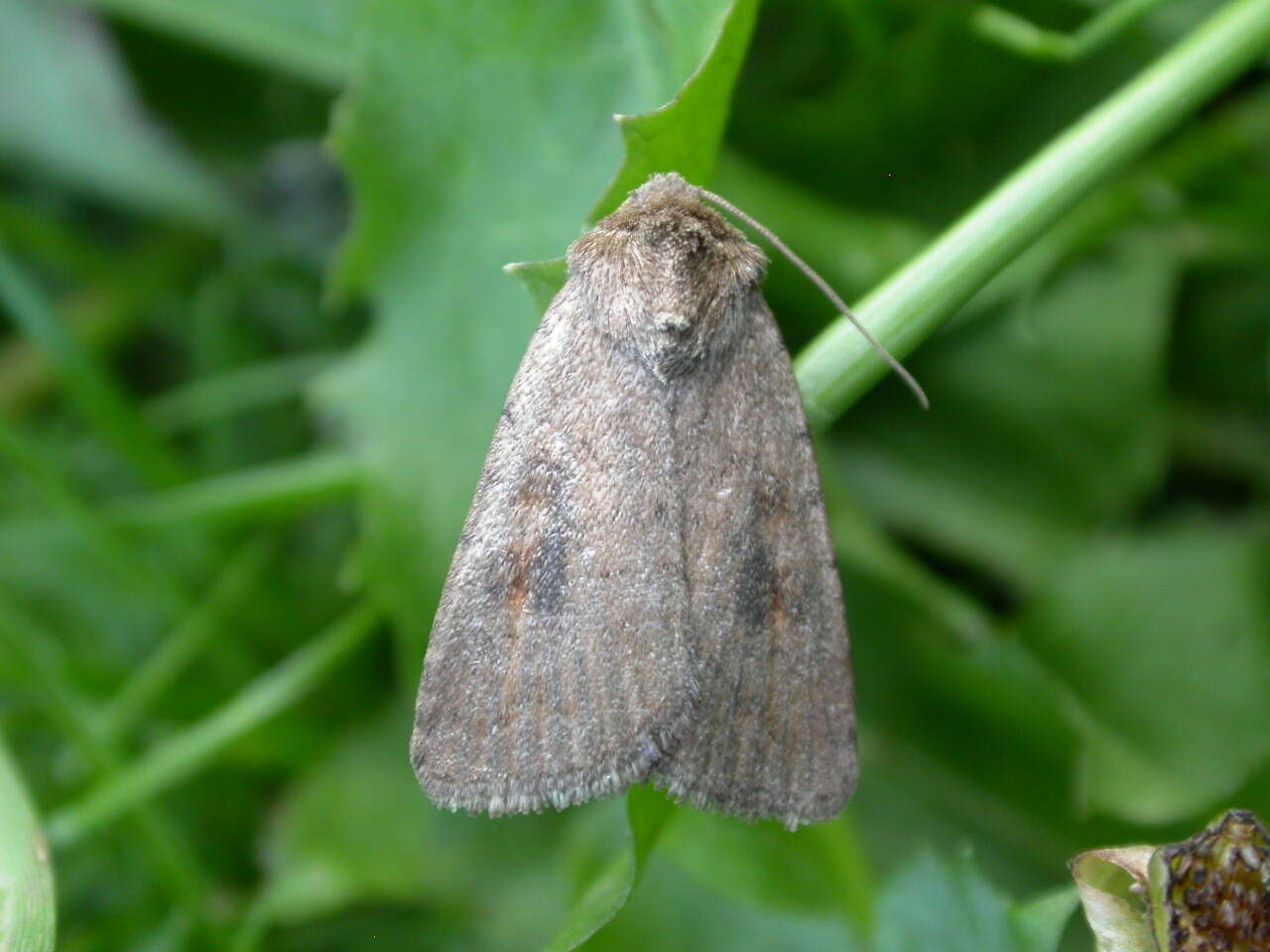 Image of The Mottled Rustic, Brungult Lövfly