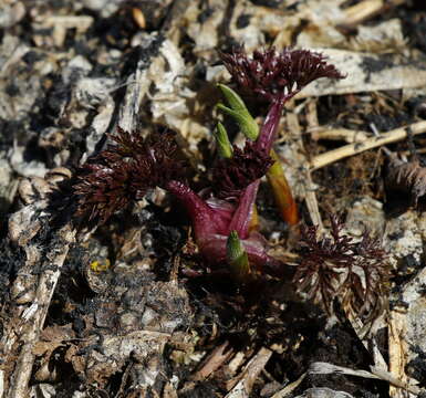 Image of Anthriscus sylvestris subsp. sylvestris