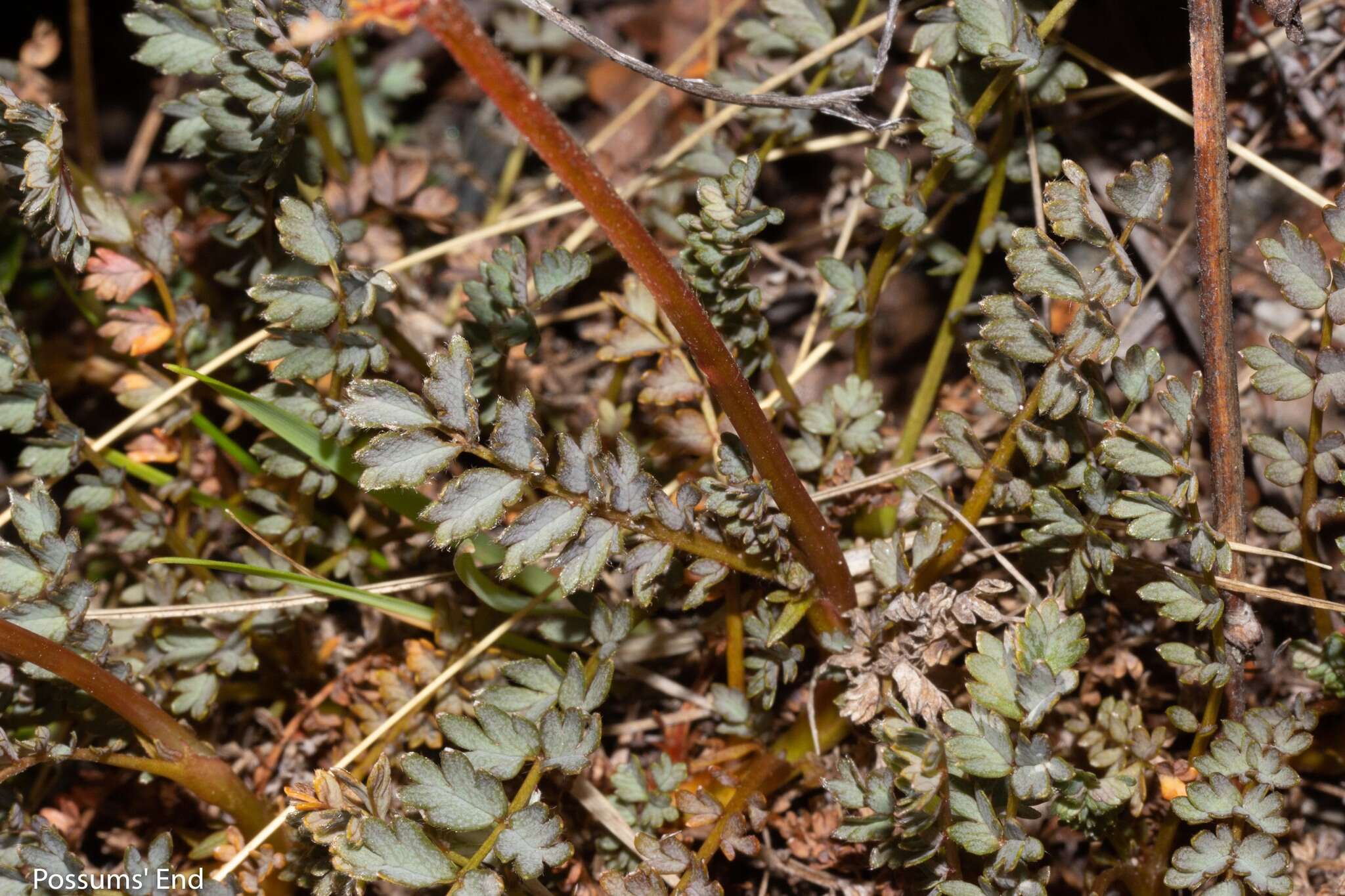 Image of Acaena saccaticupula Bitter