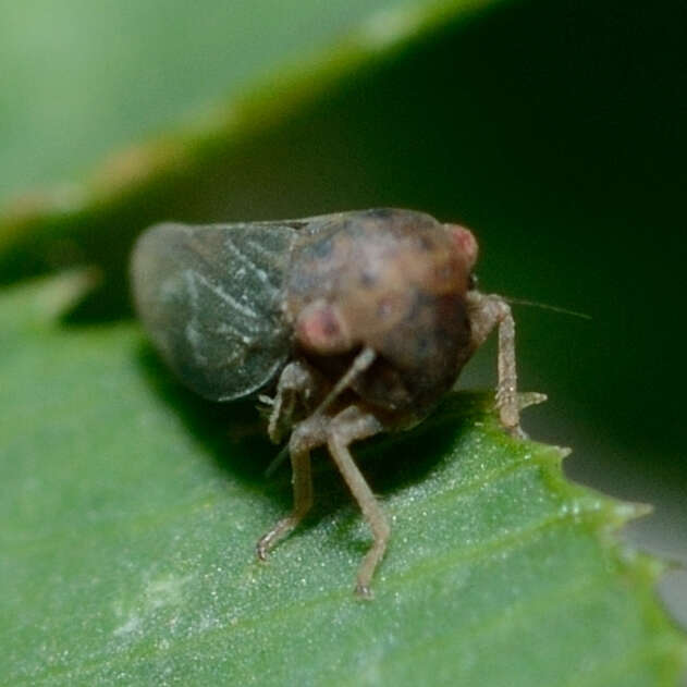 Agallia lingulata Olsen 1922 resmi