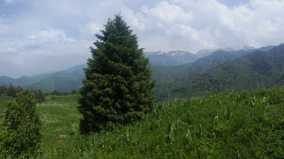 Imagem de Picea schrenkiana Fisch. & C. A. Mey.