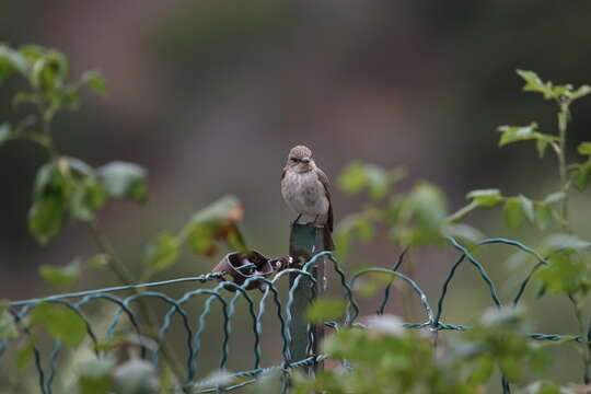 صورة <i>Muscicapa striata tyrrhenica</i>