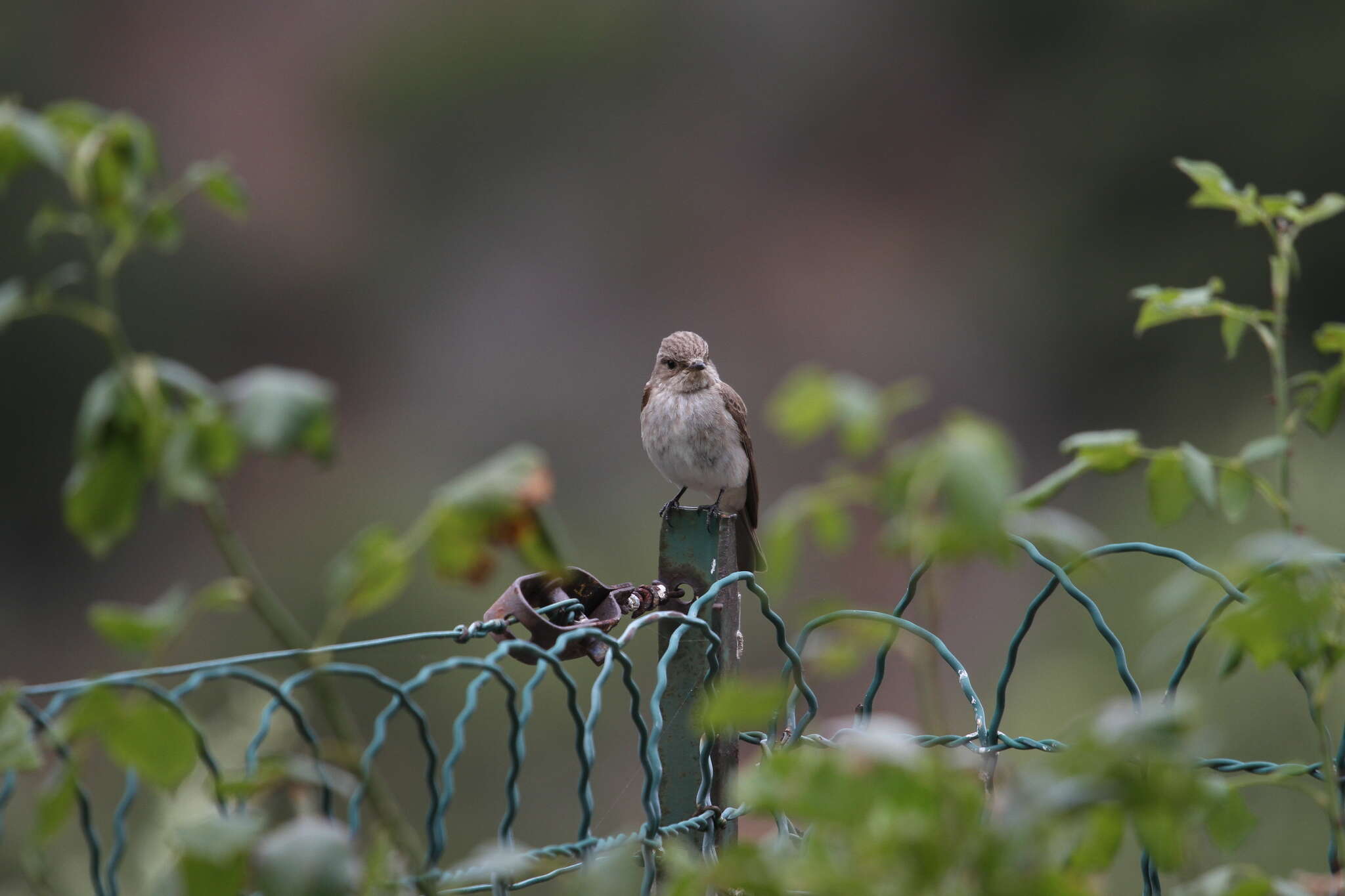 Image of <i>Muscicapa striata tyrrhenica</i>