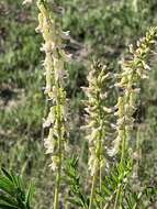 Image de Astragalus bisulcatus var. major (M. E. Jones) S. L. Welsh