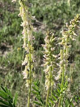 Imagem de Astragalus bisulcatus var. major (M. E. Jones) S. L. Welsh