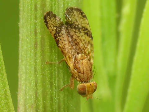 Image of Tephritis baccharis (Coquillett 1894)