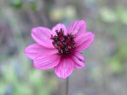 Image of Cosmos purpureus (DC.) Benth. & Hook. fil. ex Hemsl.