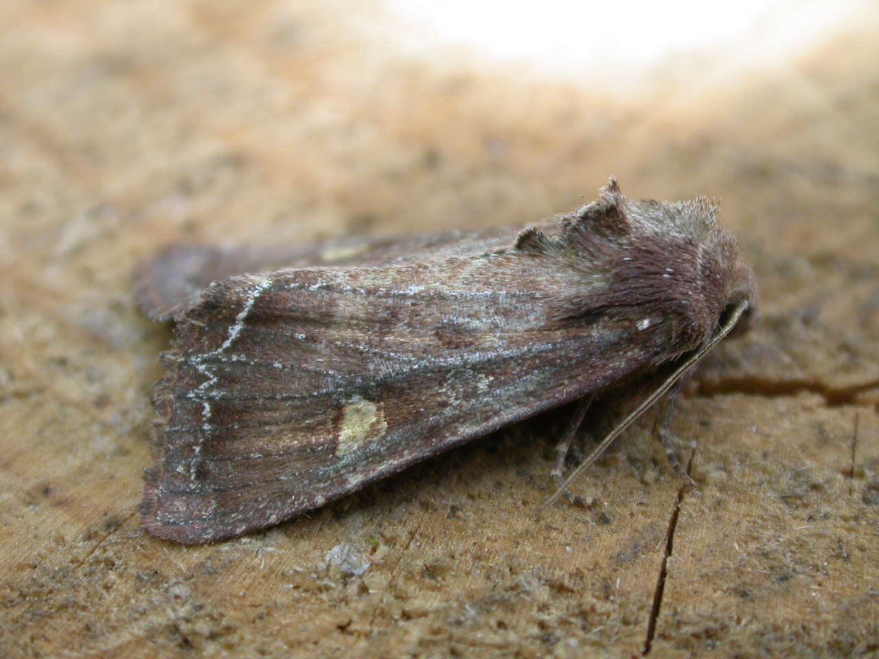 Lacanobia oleracea Linnaeus 1858 resmi