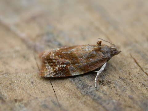 Image of red-barred tortrix