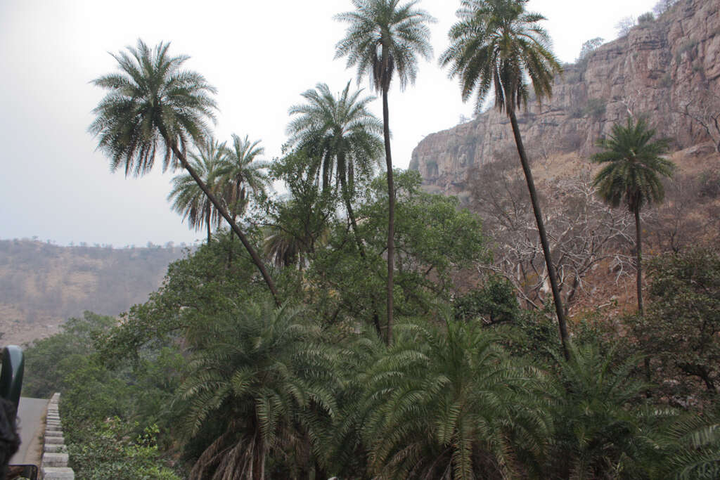 Image of wild date palm