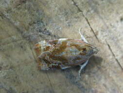 Image of red-barred tortrix