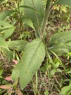 Image de Silphium mohrii Small