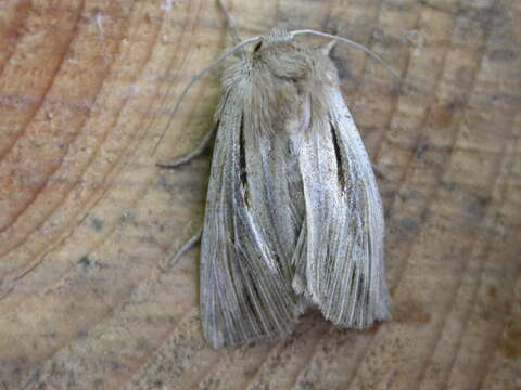 Image of shoulder-striped wainscot