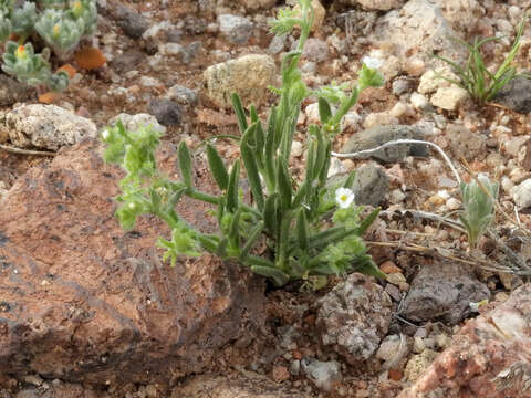 Image of Arizona grapplinghook