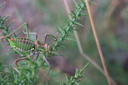 Image de Neocallicrania lusitanica (Aires & Menano 1916)