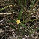 Image of hispid false mallow