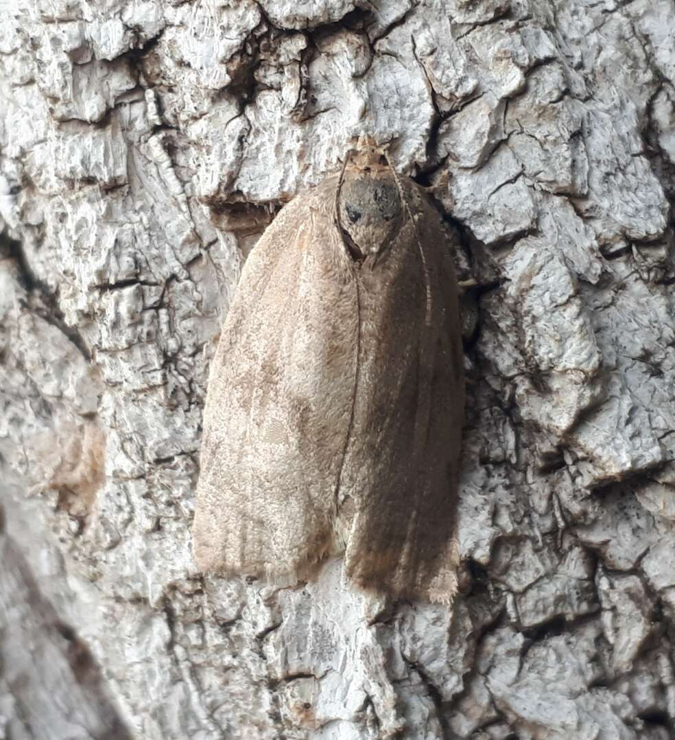 Image of Large Aspen Tortrix