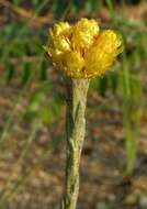 Image of Helichrysum cephaloideum DC.