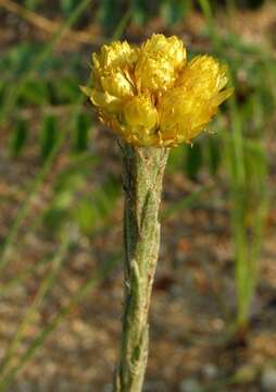 Plancia ëd Helichrysum cephaloideum DC.