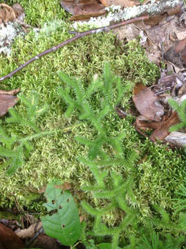 Image of Stag's-horn Clubmoss