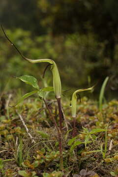 Image of Jacquemont's Cobra-Lily