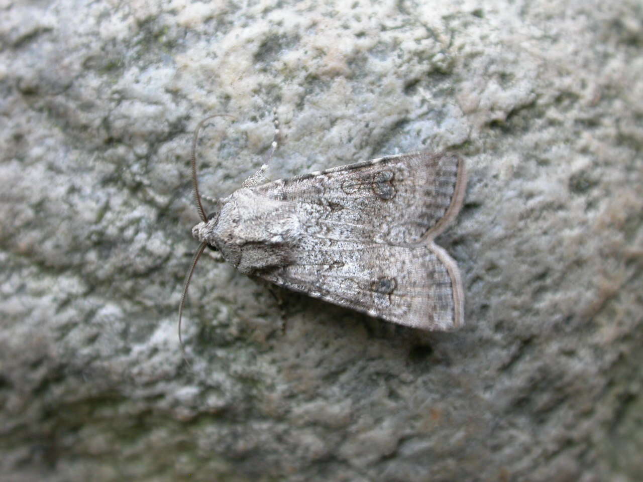 Image of turnip moth