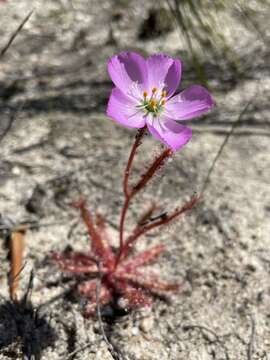 Image of <i>Drosera variegata</i> Debbert