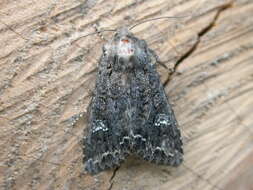 Image of Cabbage Moth