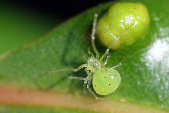 Macaridion resmi