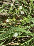 Image of beach starwort