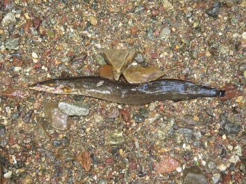 Image of Fire spiny eel