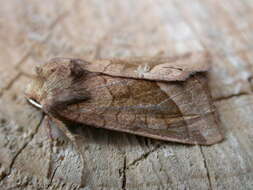 Image of rosy rustic