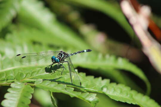 Notiothemis Ris 1919 resmi