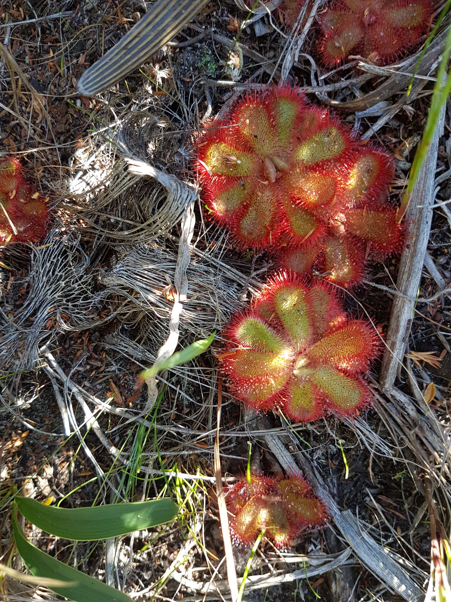 Image of Drosera cuneifolia L. fil.