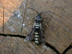 Image of Raspberry Clearwing