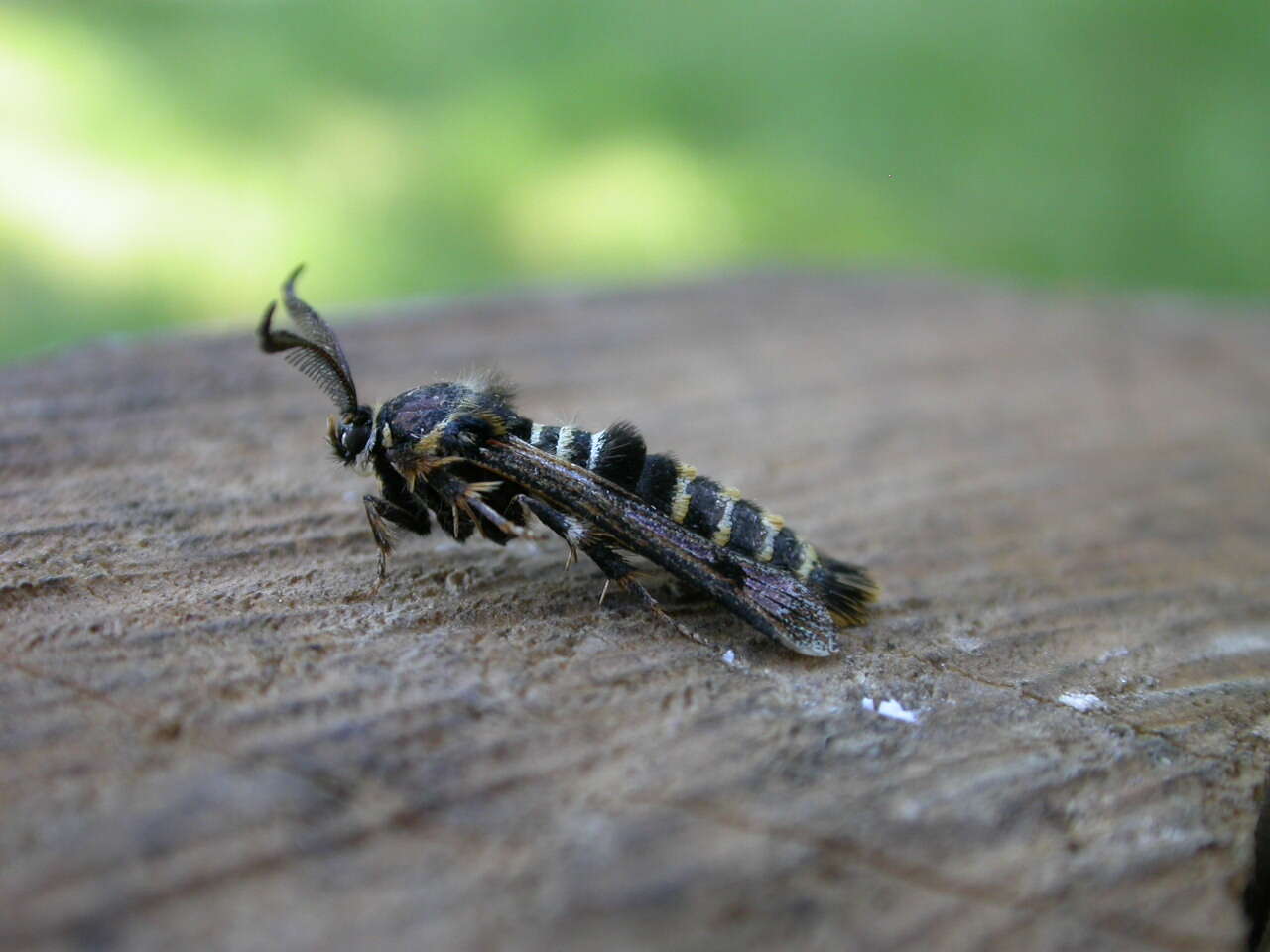 Image of Raspberry Clearwing